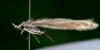 Coleophora pyrrhulipennella